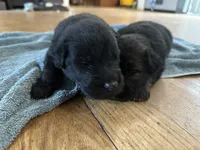 Prince Charming , a male German Shepherd Dog and Golden Retriever for sale in Coventry, RI – 2 of 3