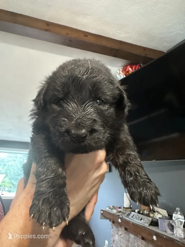 Ariel  – German Shepherd Dog, Golden Retriever puppy for sale in Coventry, RI