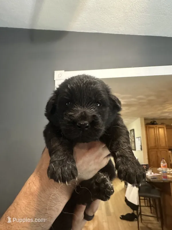 Peter Pan  – German Shepherd Dog, Golden Retriever puppy for sale in Coventry, RI