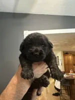 Peter Pan , a female German Shepherd Dog and Golden Retriever for sale in Coventry, RI – 1 of 3