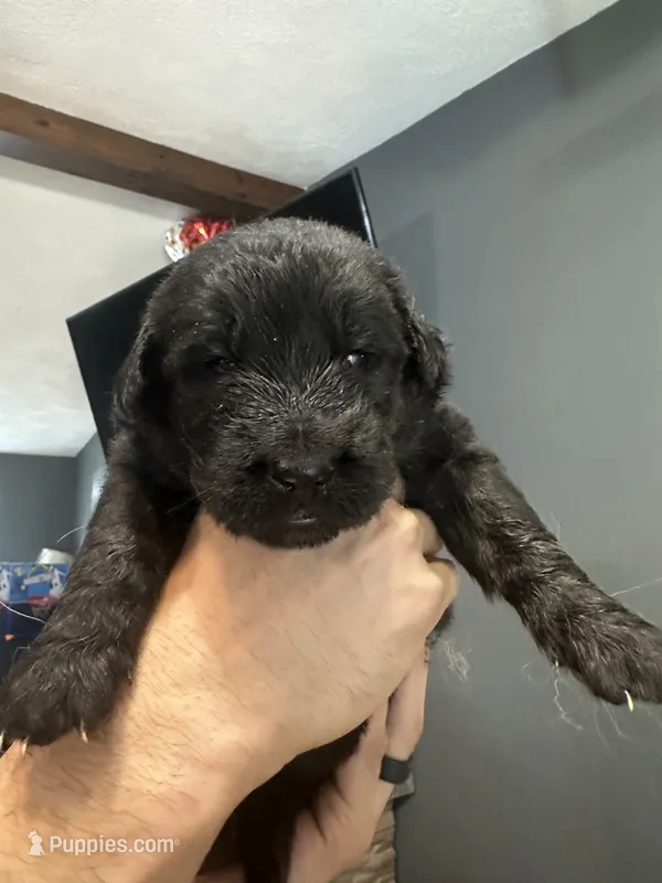 Aladdin  – German Shepherd Dog, Golden Retriever puppy for sale in Coventry, RI