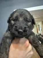 Moana , a female German Shepherd Dog and Golden Retriever for sale in Coventry, RI – 1 of 2