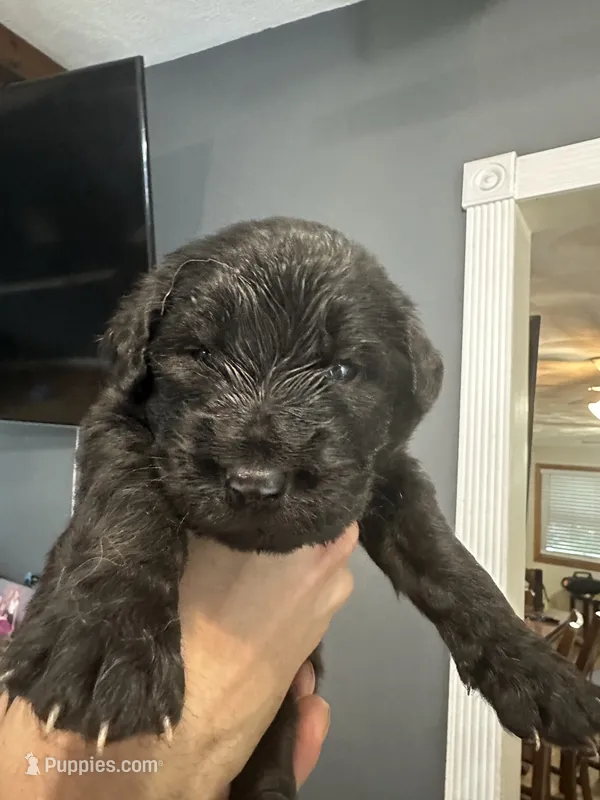 Sven – German Shepherd Dog, Golden Retriever puppy for sale in Coventry, RI