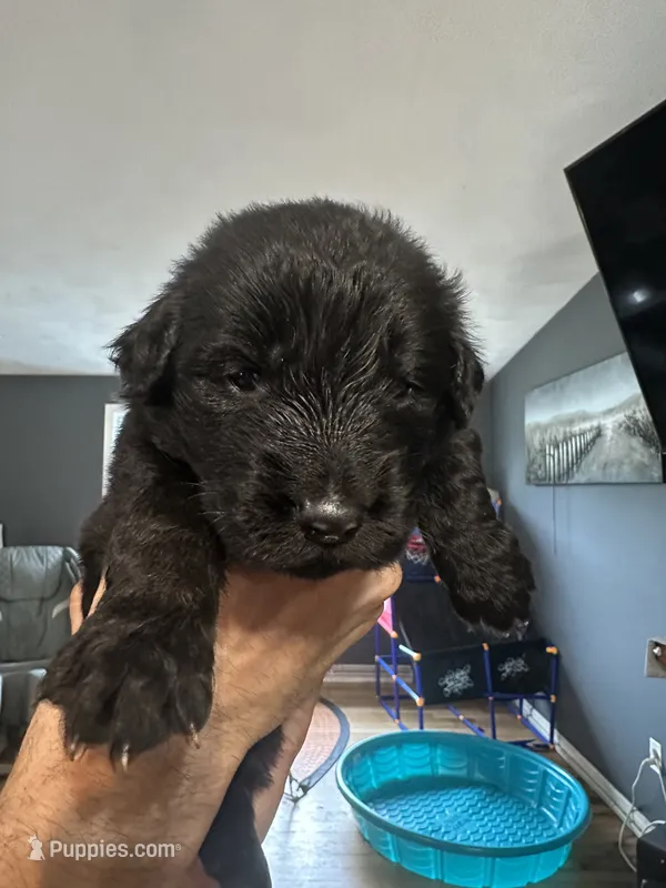 Prince Charming  – German Shepherd Dog, Golden Retriever puppy for sale in Coventry, RI