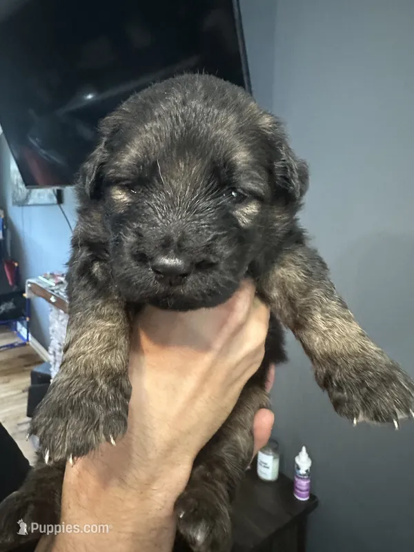 Tangled – German Shepherd Dog, Golden Retriever puppy for sale in Coventry, RI