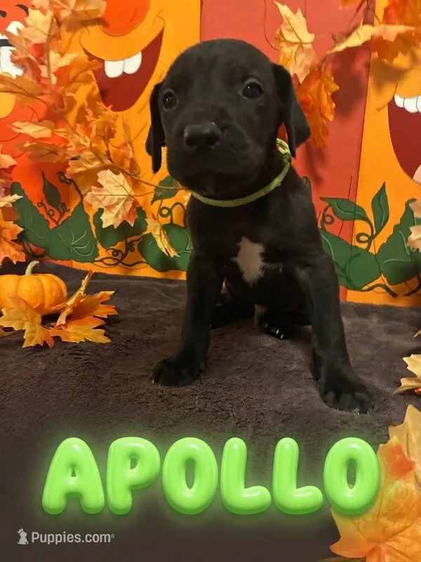 Green- Apollo – Great Dane puppy for sale in Montgomery, PA