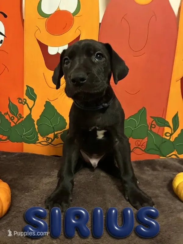 Navy- Sirius – Great Dane puppy for sale in Montgomery, PA