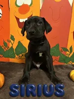 Navy- Sirius, a male Great Dane for sale in Montgomery, PA – 1 of 2
