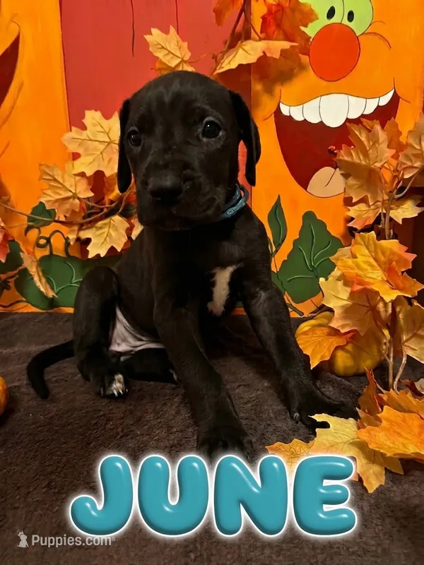 Teal- June – Great Dane puppy for sale in Montgomery, PA