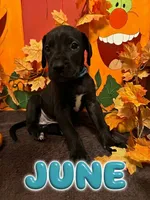 Teal- June, a female Great Dane for sale in Montgomery, PA – 1 of 1