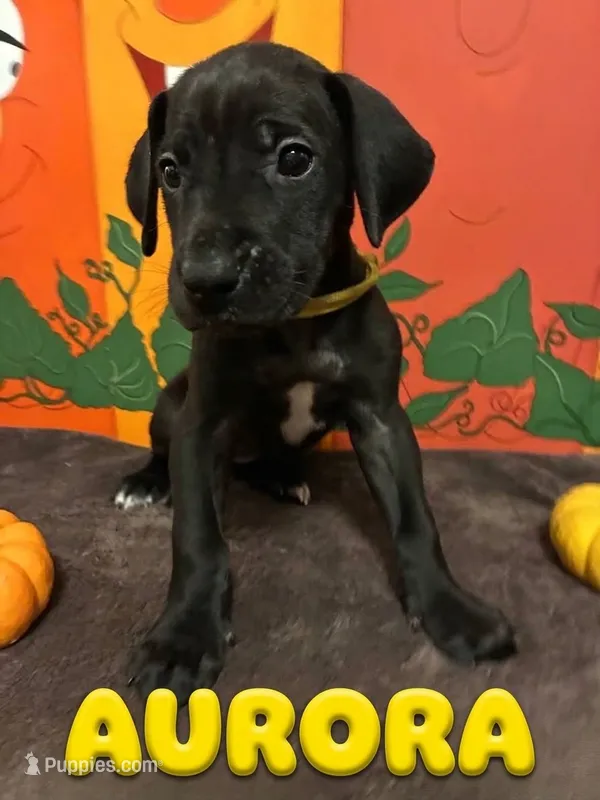 Yellow- Aurora – Great Dane puppy for sale in Montgomery, PA