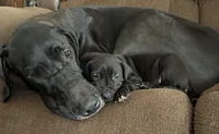 Navy- Sirius, a male Great Dane for sale in Montgomery, PA – 2 of 2