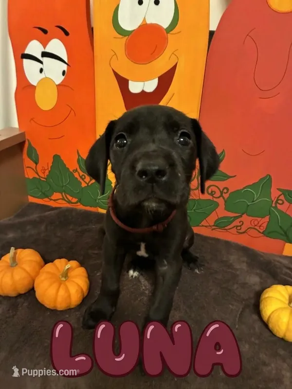 Maroon-Luna – Great Dane puppy for sale in Montgomery, PA