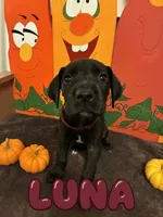 Maroon-Luna, a female Great Dane for sale in Montgomery, PA – 1 of 1