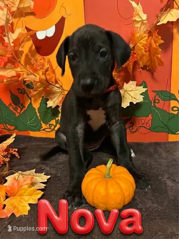 Red-Nova – Great Dane puppy for sale in Montgomery, PA
