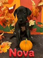 Red-Nova, a female Great Dane for sale in Montgomery, PA – 1 of 1