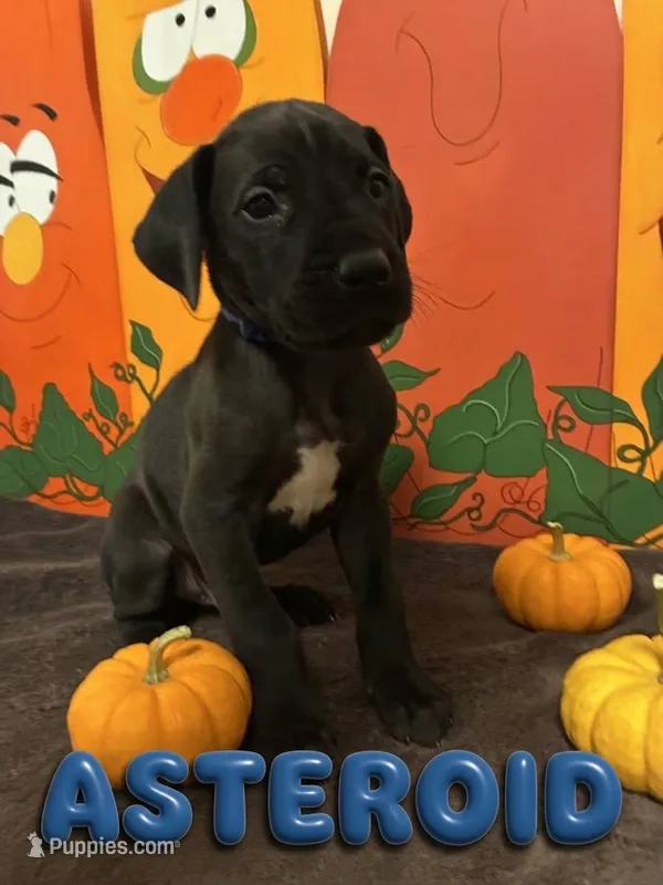 Blue- Asteroid  – Great Dane puppy for sale in Montgomery, PA