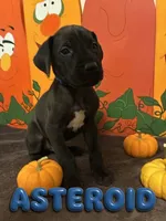 Blue- Asteroid , a male Great Dane for sale in Montgomery, PA – 1 of 1