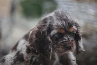 princess, a female Cocker Spaniel for sale in Oakland, OR – 4 of 10
