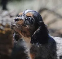 princeboy1, a male Cocker Spaniel for sale in Oakland, OR – 10 of 10