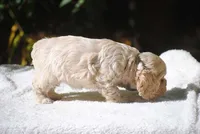 buff3fem, a female Cocker Spaniel for sale in Oakland, OR – 4 of 10