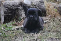 Black boy "charlie", a male French Bulldog for sale in Oakland, OR – 3 of 10