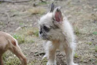 merlefem "Daisey", a female French Bulldog for sale in Oakland, OR – 8 of 10