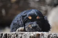 Tri Prince, a male Cocker Spaniel for sale in Oakland, OR – 5 of 10