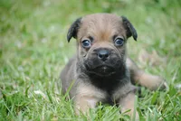 sable male "remi", a female French Bulldog for sale in Oakland, OR – 3 of 9