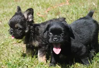 Black and tan boy "tater", a male French Bulldog for sale in Oakland, OR – 8 of 10