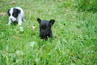 black fem "grace", a female French Bulldog for sale in Oakland, OR – 4 of 10