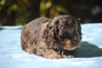 buff1male, a male Cocker Spaniel for sale in Oakland, OR – 4 of 10