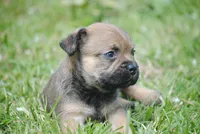 sable male "remi", a female French Bulldog for sale in Oakland, OR – 1 of 9