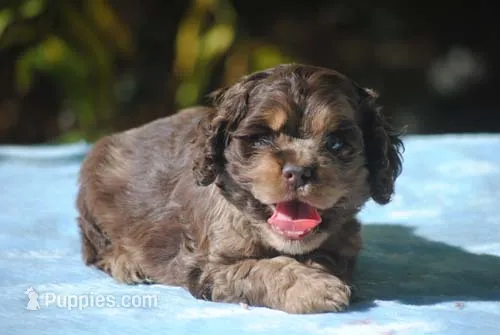 buff1male – Cocker Spaniel puppy for sale in Oakland, OR