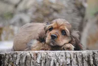 merlin sable girl, a female Cocker Spaniel for sale in Oakland, OR – 7 of 10