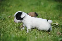 parti male "tipper", a male French Bulldog for sale in Oakland, OR – 6 of 10