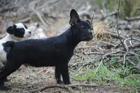 black male "buck", a male French Bulldog for sale in Oakland, OR – 6 of 10