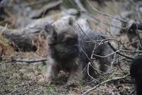 Blue and tan fem "lilly", a female French Bulldog for sale in Oakland, OR – 8 of 10
