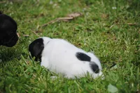 parti fem "missy", a female French Bulldog for sale in Oakland, OR – 6 of 10