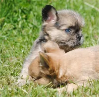 merlefem "Daisey", a female French Bulldog for sale in Oakland, OR – 5 of 10