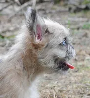 merlefem "Daisey", a female French Bulldog for sale in Oakland, OR – 2 of 10