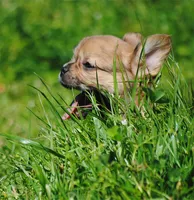 fawn merle fem "trixie", a female French Bulldog for sale in Oakland, OR – 7 of 10