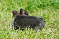 Blue and tan fem "lilly", a female French Bulldog for sale in Oakland, OR – 8 of 10