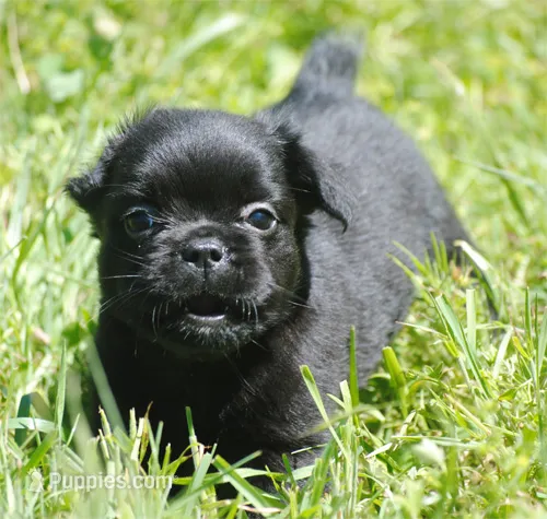 Black boy "charlie" – French Bulldog puppy for sale in Oakland, OR
