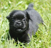 Black boy "charlie", a male French Bulldog for sale in Oakland, OR – 1 of 10