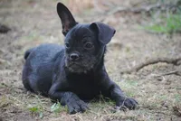 black male "buck", a male French Bulldog for sale in Oakland, OR – 3 of 10
