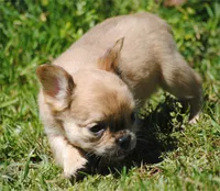 fawn merle fem "trixie", a female French Bulldog for sale in Oakland, OR – 3 of 10