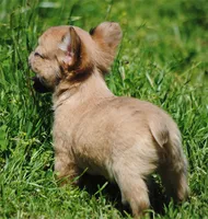 fawn merle fem "trixie", a female French Bulldog for sale in Oakland, OR – 2 of 10