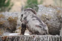 princess, a female Cocker Spaniel for sale in Oakland, OR – 6 of 10