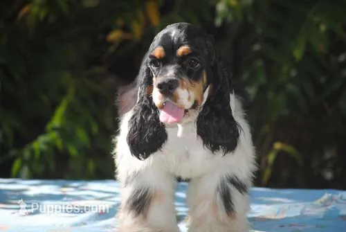 prince1male – Cocker Spaniel puppy for sale in Oakland, OR